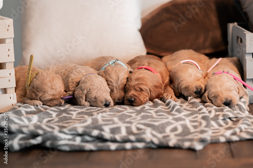 Obraz na płótnie Newborn female puppies