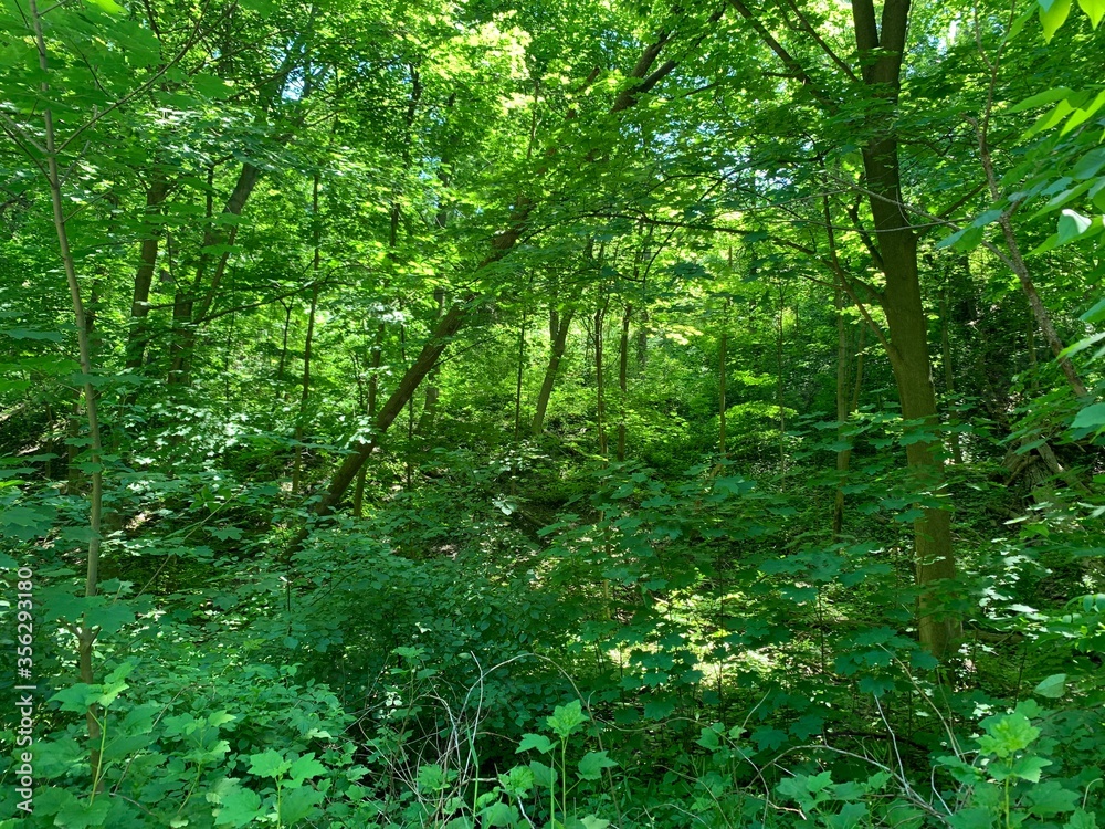 forest in the morning forest in the morning