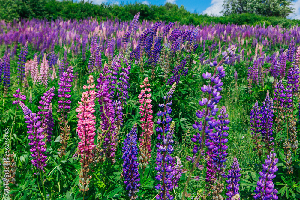 A field of blooming Lupine flowers - Lupinus polyphyllus - garden or fodder plant
