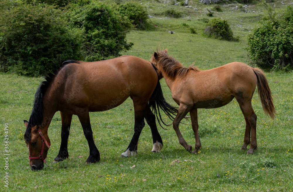 Fototapeta premium Cavalla con puledro