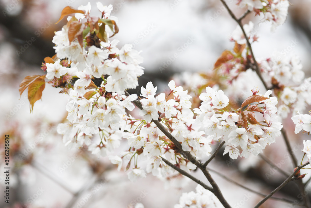 Obraz premium 葉桜