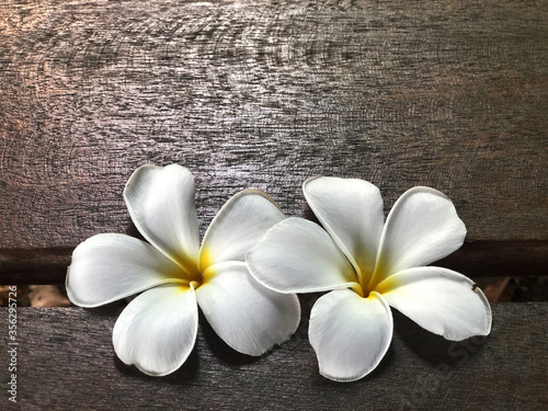 Plumeria flowers on the wooden table with natural light.