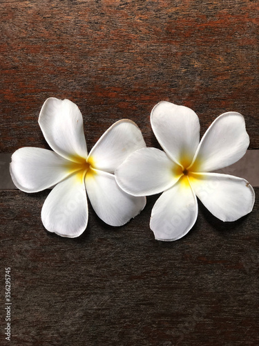 Plumeria flowers on the wooden table with natural light.