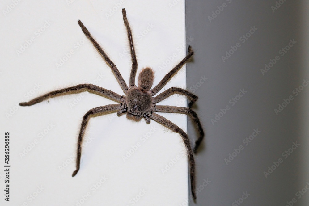 Huntsman Spider at night, South Australia Huntsman Spider at night, South Australia