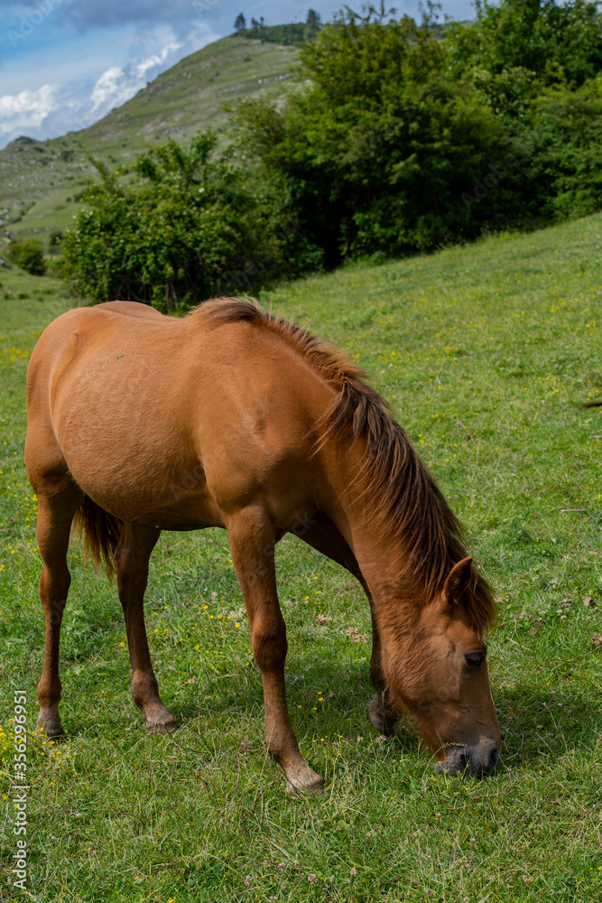 Fototapeta premium Puledro al pascolo