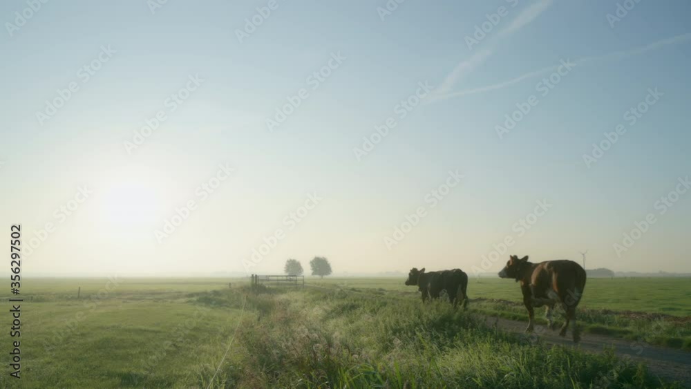 WS Cows in field on sunny morning / Wyns, Friesland, the Netherlands WS Cows in field on sunny morning / Wyns, Friesland, the Netherlands