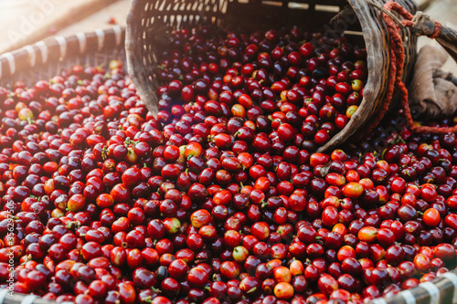 Close-up fresh arabica coffee bean, red cherry photo