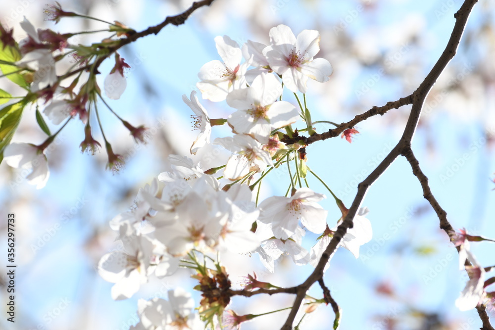満開の桜の花 満開の桜の花