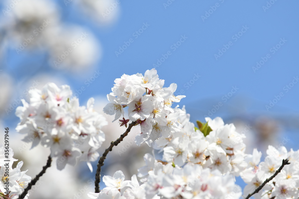 満開の桜の花