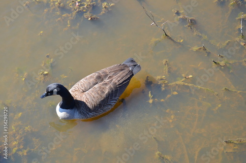 goose swimming in dark or murky water