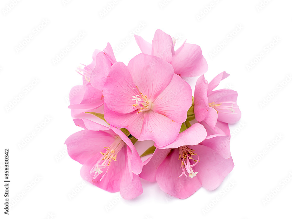 Pink flower of dombeya tree