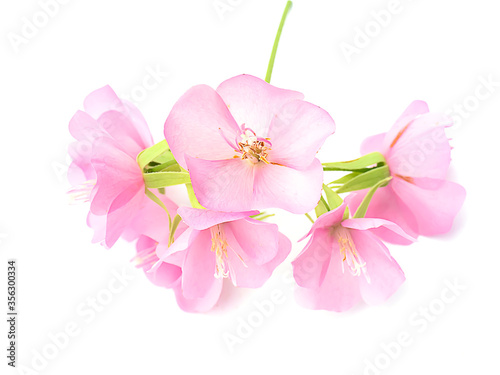 Pink flower of dombeya tree