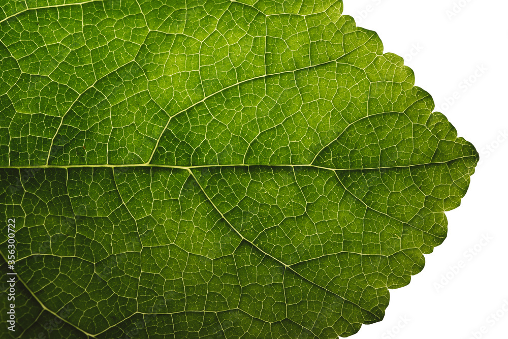 Closeup leaf texture. Abstract natural floral background Selective focus, macro Closeup leaf texture. Abstract natural floral background Selective focus, macro