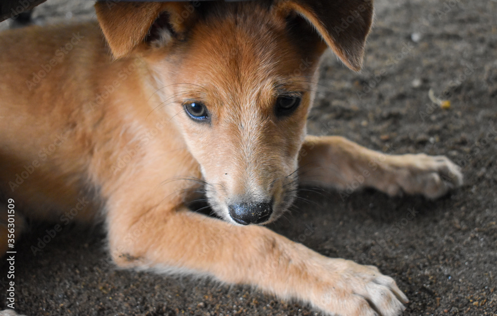 Small doggy sitting on the ground and get ready for sleep this is a country dog, brown hair, cute dog. Small doggy sitting on the ground and get ready for sleep this is a country dog, brown hair, cute dog.