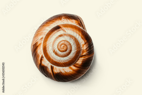 Foto Sea shell form of spiral on white background