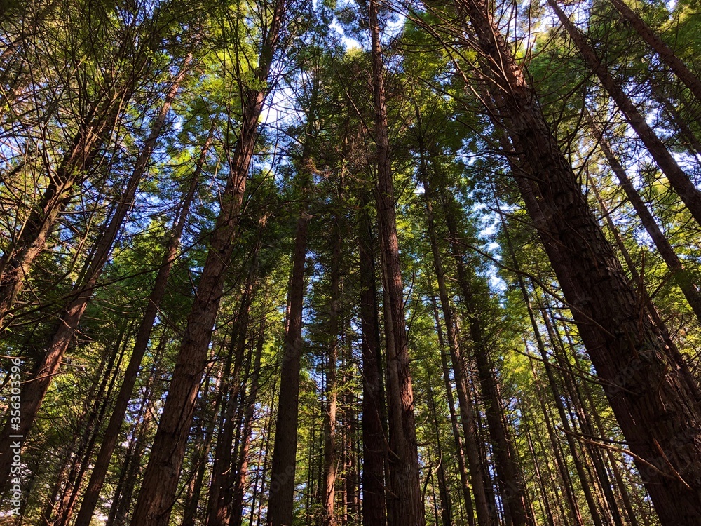 Redwood tree forest in Rotorua, Whakarewarewa, New Zealand. Shot on iPhone X Redwood tree forest in Rotorua, Whakarewarewa, New Zealand. Shot on iPhone X