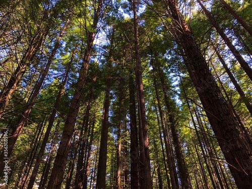Redwood tree forest in Rotorua, Whakarewarewa, New Zealand. Shot on iPhone X