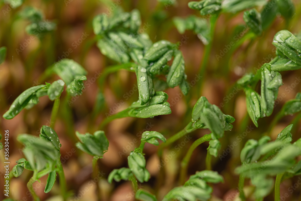 Micro greens fresh sprouts and young leaves. Close-up.
Micro greens fresh sprouts and young leaves. Close-up.