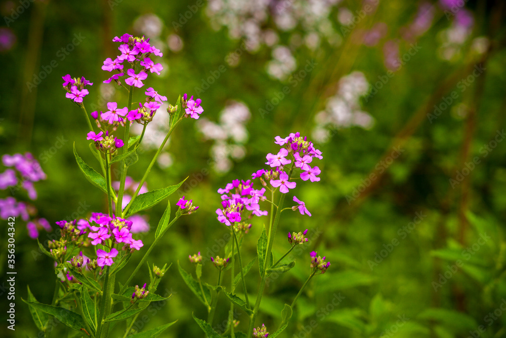 Magenta wildflowers in the springtime Magenta wildflowers in the springtime