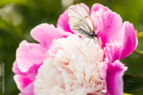 Fototapeta Naklejka Na Ścianę i Meble -  Close-up of a white butterfly sitting on a pink lush peony flower, on a green blurred background