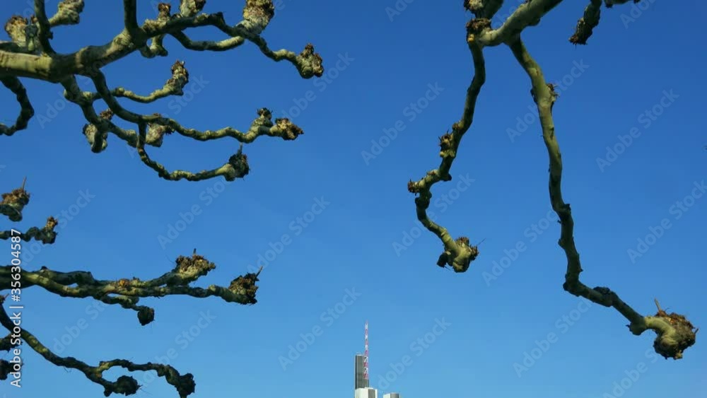MS TD Bare tree branches and downtown skyline across Main river / Frankfurt, Main, Hesse, Germany MS TD Bare tree branches and downtown skyline across Main river / Frankfurt, Main, Hesse, Germany