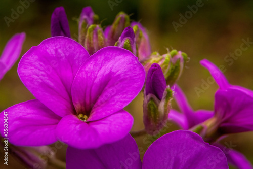Close-up of purple wildflowers © Andrew S.