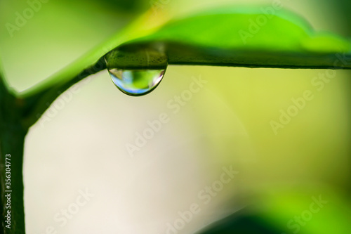 water drop under green leaf © praderm