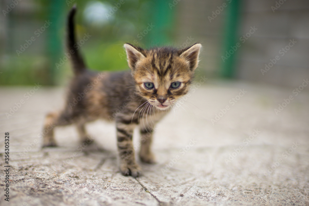portrait of a lovely tabby kitten walk outdoors. portrait of a lovely tabby kitten walk outdoors.