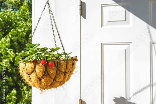Strawberry in hanging basket with coconat liner at the condo balcony. Gardening, hobby, organic produce, green home concept