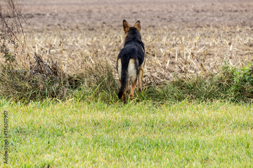 Walk with the dog through the autumn fields. The shepherd noticed something interesting.