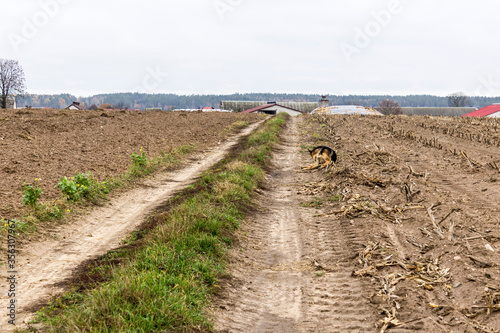 Walk with the dog through the autumn fields. Shepherd cleans the skin on the road among the arable land.