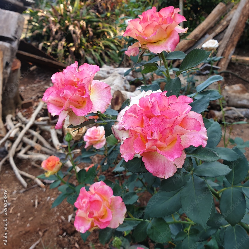 Fototapeta premium pink flowers in a garden