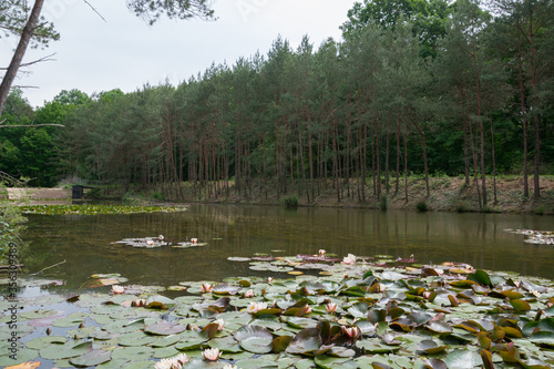 Foto Etang et ses nénuphars