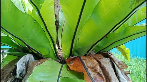 Closeup view video of big green leaves of shrub growing outdoors in garden,   