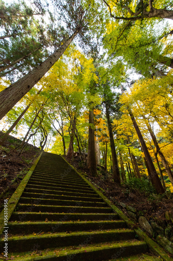 古い真っすぐな木の幹と紅葉と石段