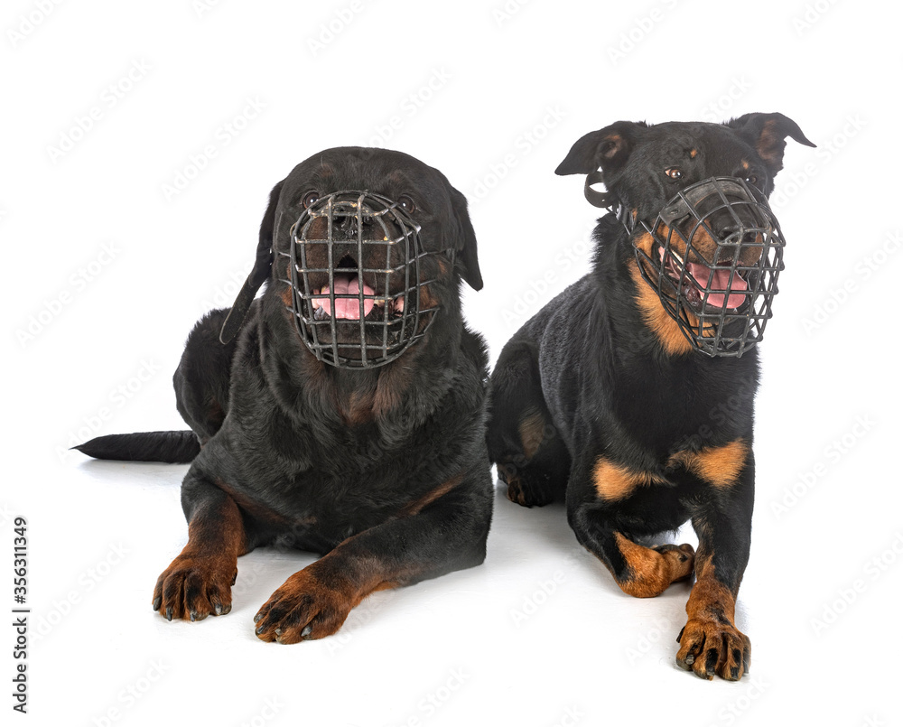 Fototapeta premium beauceron and rottweiler