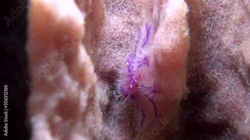
Hairy Squat Lobster (Lauriea siagiani) - Close Up - Philippines photo