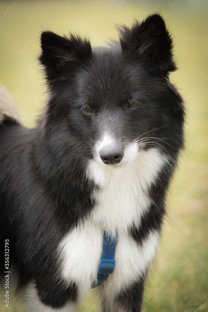 Fototapeta premium Islandspitz