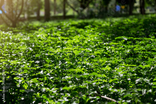 green leaves background in the garden with blurry background.