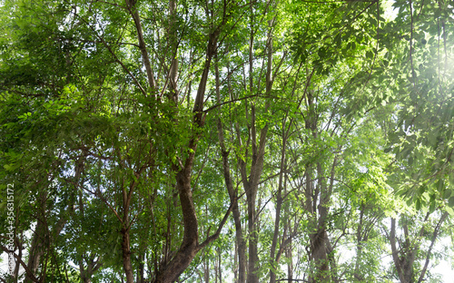 tree green leaves in the forest with the light ray.