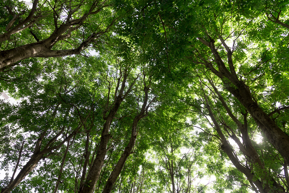 green trees full of leaves in the forest low angle view. green trees full of leaves in the forest low angle view.