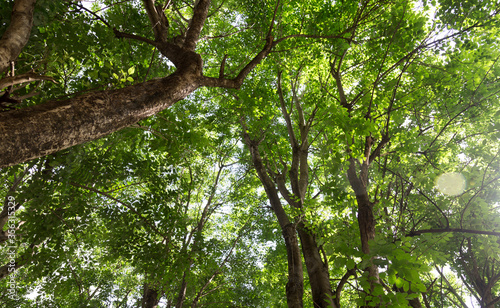 green fresh tree in the forest low angle view. 