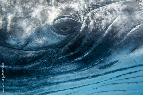 Fototapeta Naklejka Na Ścianę i Meble -  Humpback whales eye close up