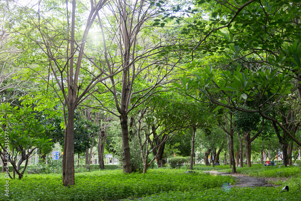 fresh green trees in the forest with light ray. fresh green trees in the forest with light ray.