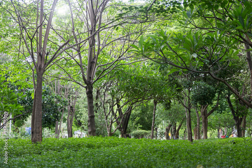 fresh green tree in the forest with walking pathway.
