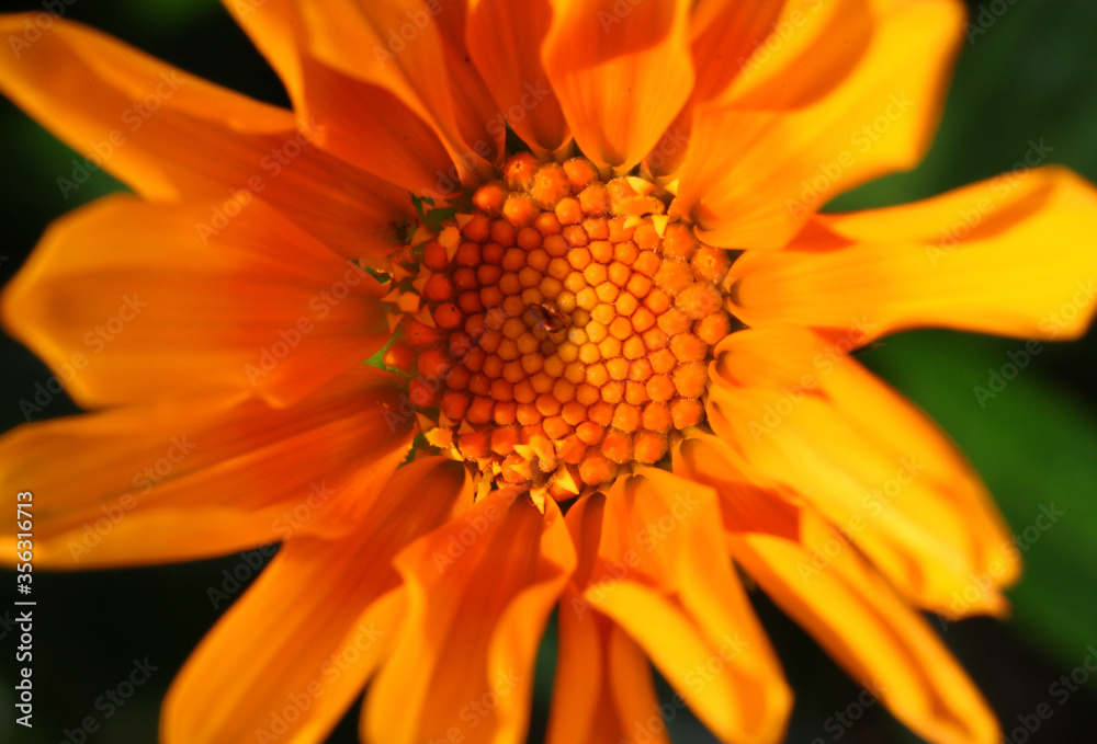Closeup of orange gazania flower with plain background Closeup of orange gazania flower with plain background