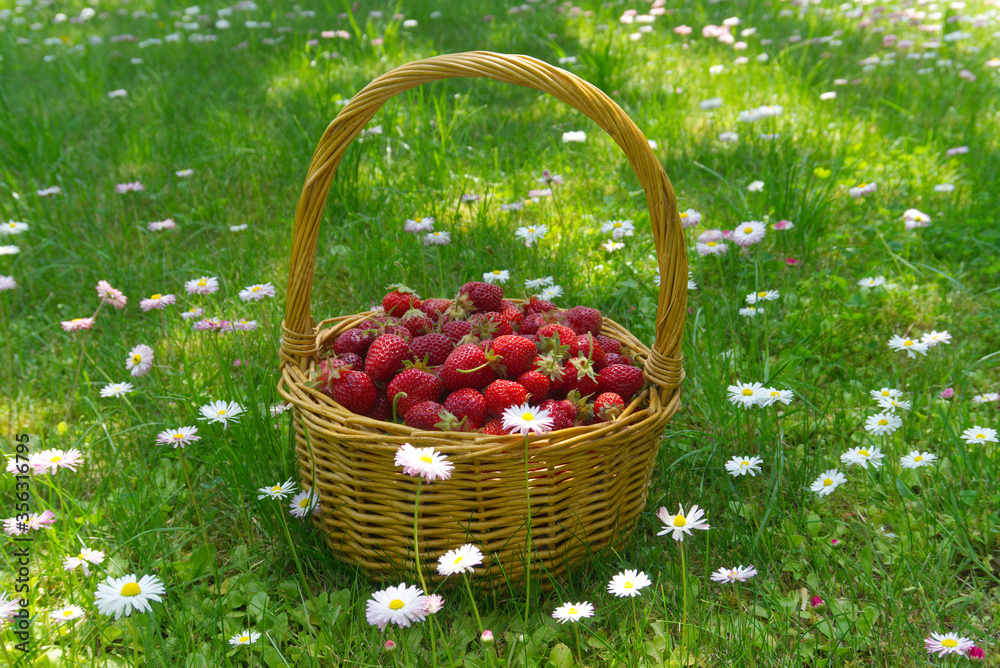 Rustic wicker basket with juicy ripe strawberries Rustic wicker basket with juicy ripe strawberries