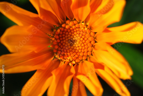 Closeup of orange gazania flower with plain background