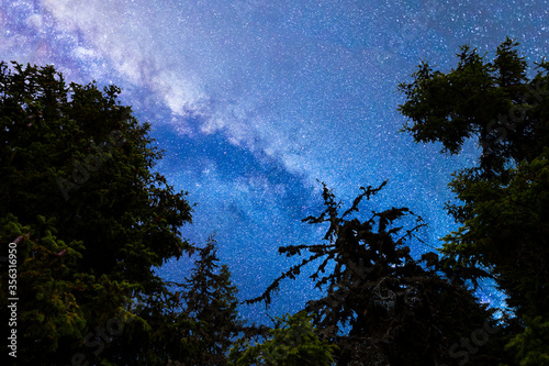 Fototapeta Naklejka Na Ścianę i Meble -  Blue Milky way falling stars pine trees silhouette