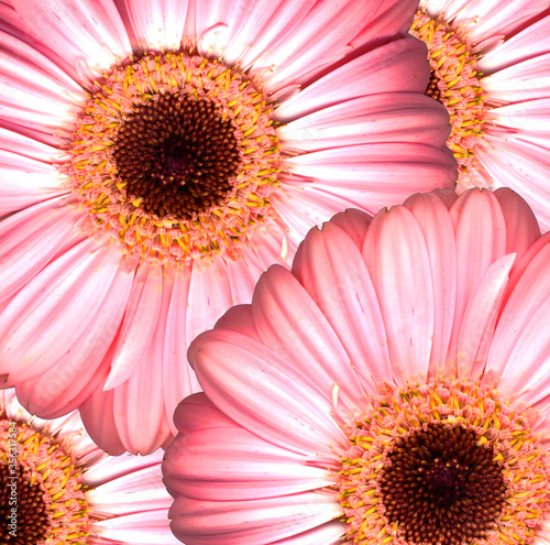 Closeup of beautiful pink gerber flower with plain background